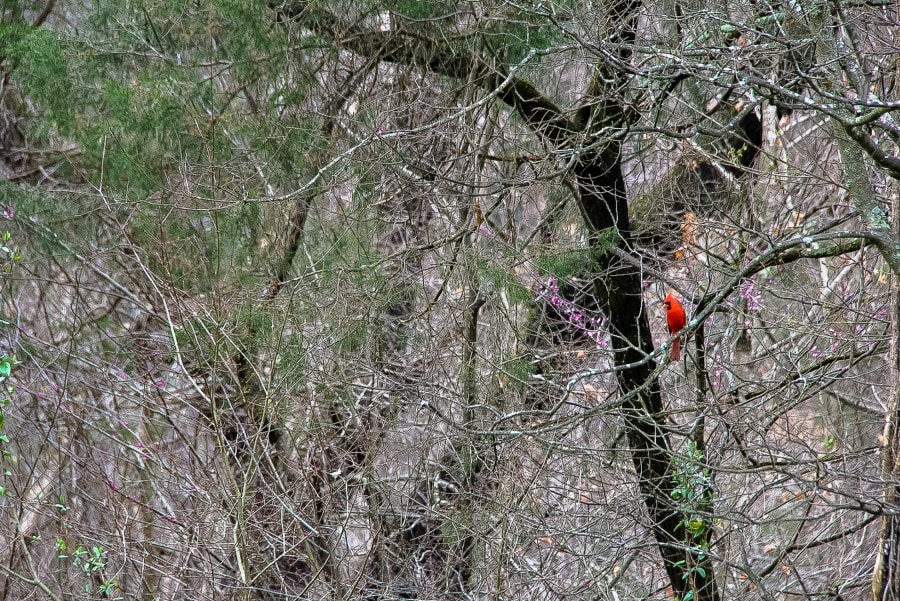 A red cardinal on a branch of new growth.