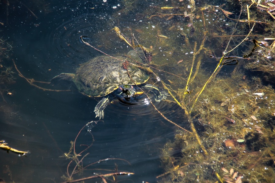 A turtle in the murky water of Olmsted Pond.