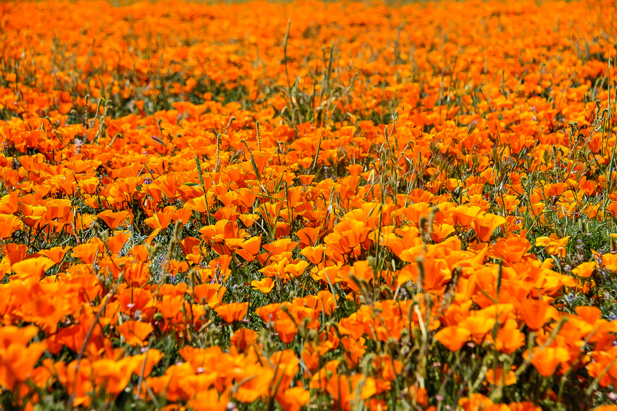 The Antelope Valley Poppy Fields in Southern California Tonya Staab