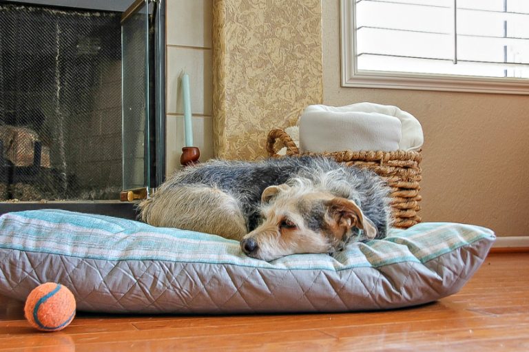How to Make a Dog Bed for a Crate Tonya Staab