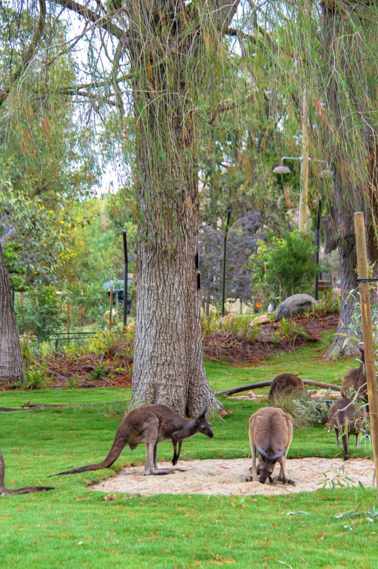 san diego zoo safari park walkabout australia