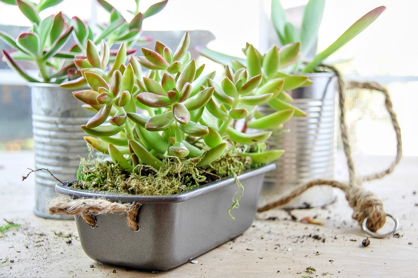 succulents planted in baking tins and tin cans