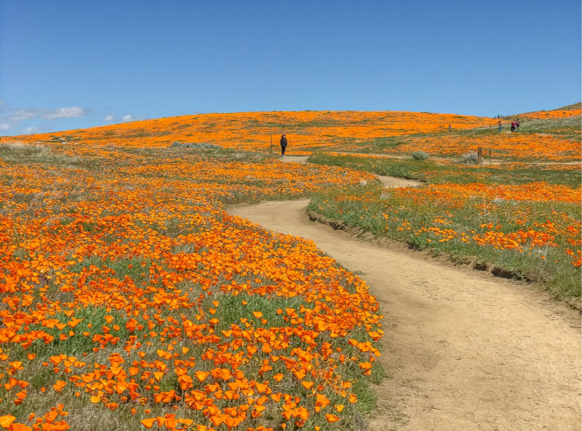 Fields of California poppies at the California Poppy Reserve.