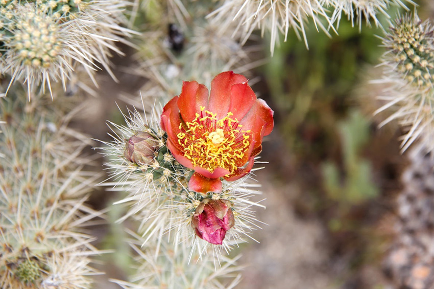 A red cactus flower in Anza Borrego desert state park during spring.