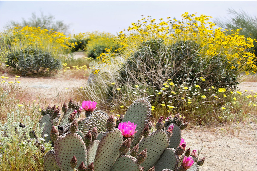 Pink cactus flowers surrounded by bushes of yellow wildflowers in Anza Borrego California.