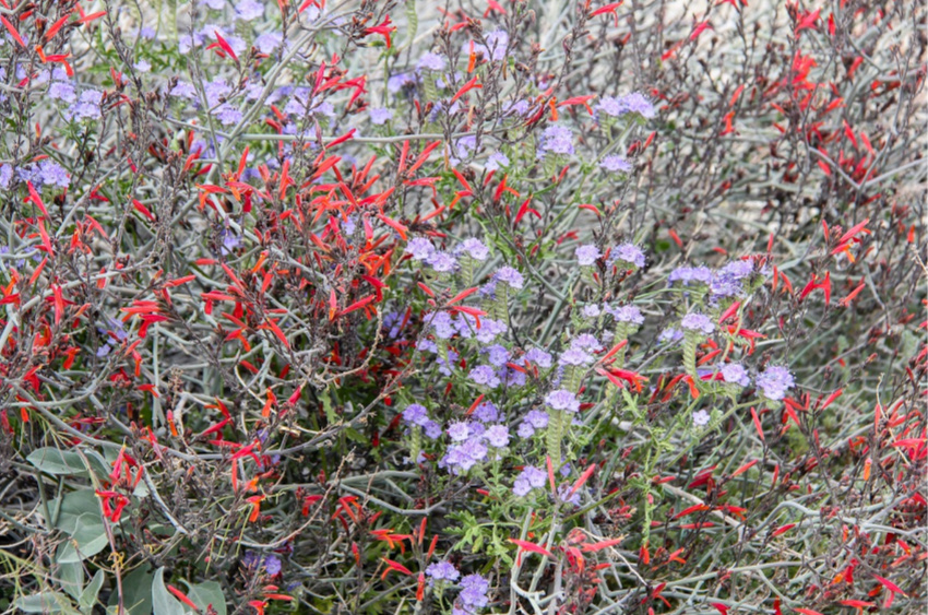 Red and purple wildflowers in Anza Borrego Desert State Park.
