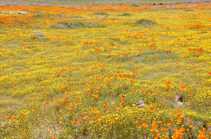 A field of wildflowers at the Antelope Valley California Poppy Reserve.
