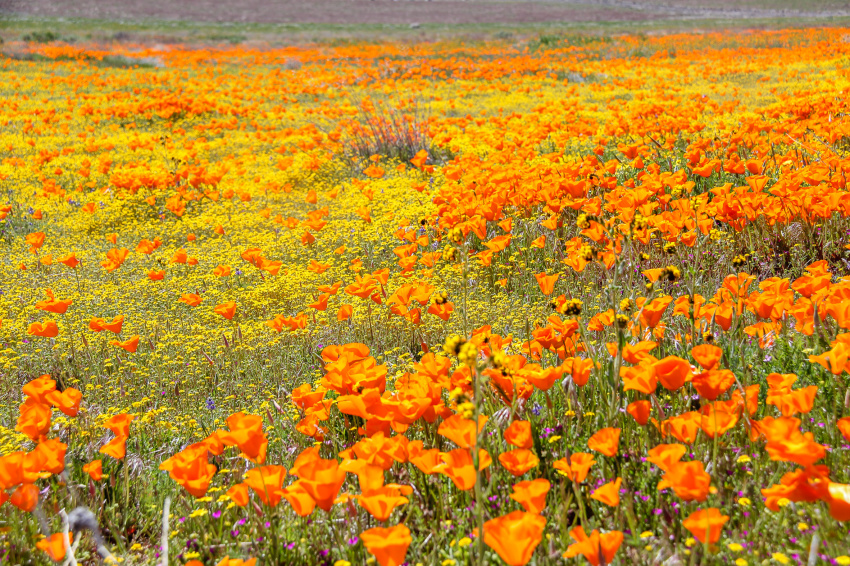 A field of orange poppies at the Antelope Valley poppy reserve.