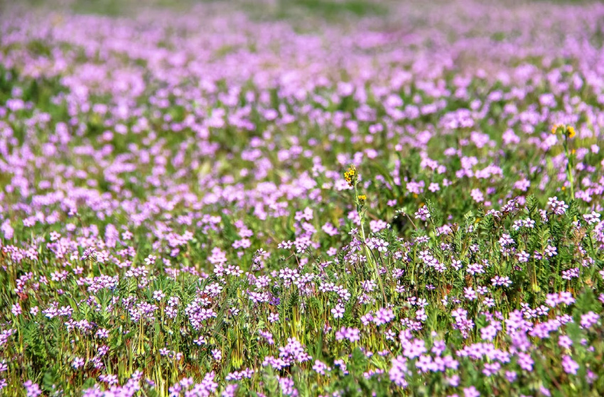 A field of tiny purple wildflowers in Anza Borrego Desert State Park California.