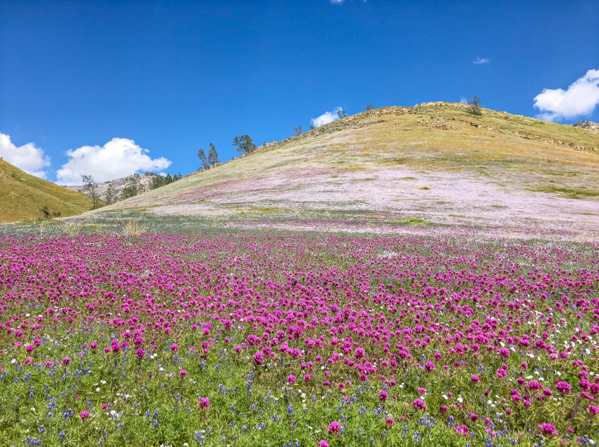 Fields of wildflowers along highway 178 in California.