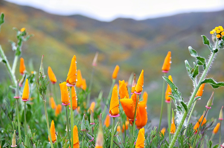 Lake Elsinore orange poppy flowers curled up after rain.