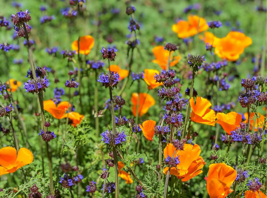 Orange poppies and purple wildflowers in Lake Elsinore California.