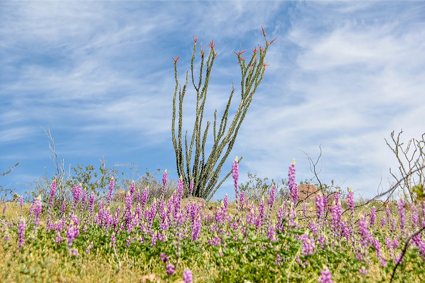 A flowering cactus surrounded by pink wildflowers in Anza Borrego California.