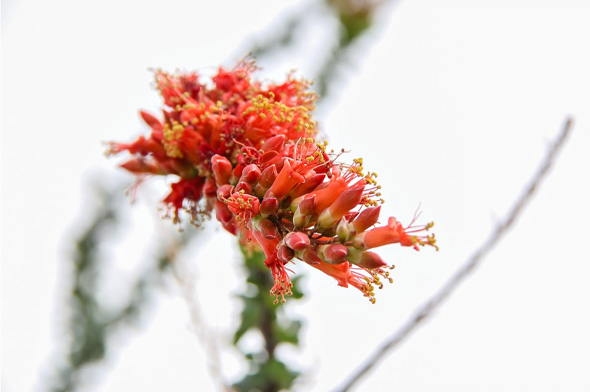 An ocotillo cactus in full during in Anza Borrego California.