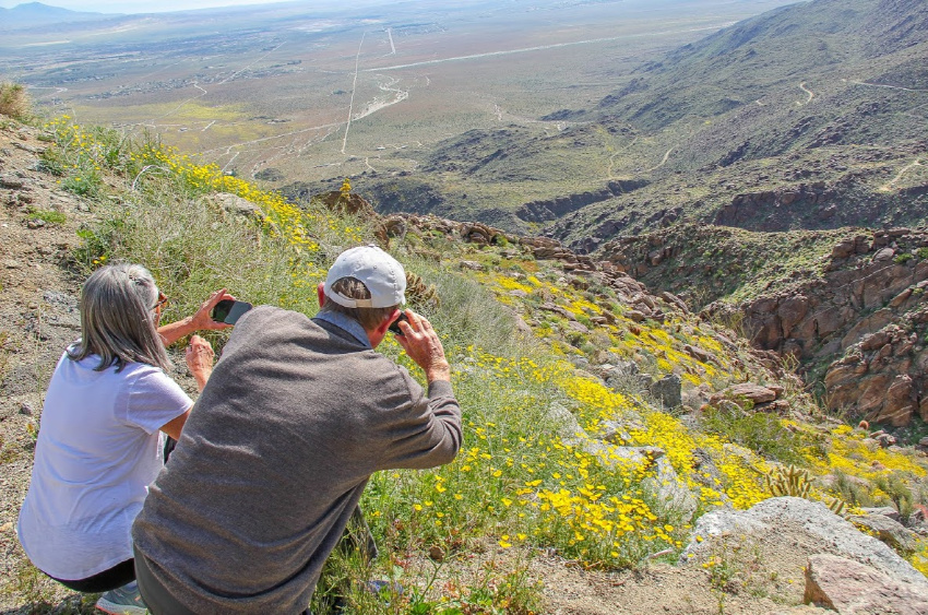 People taking photographs of yellow flowers on a hillside in California.