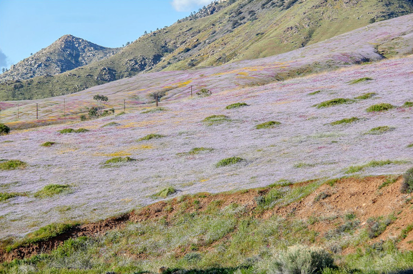 Small lavender flowers along a hillside in Southern California.