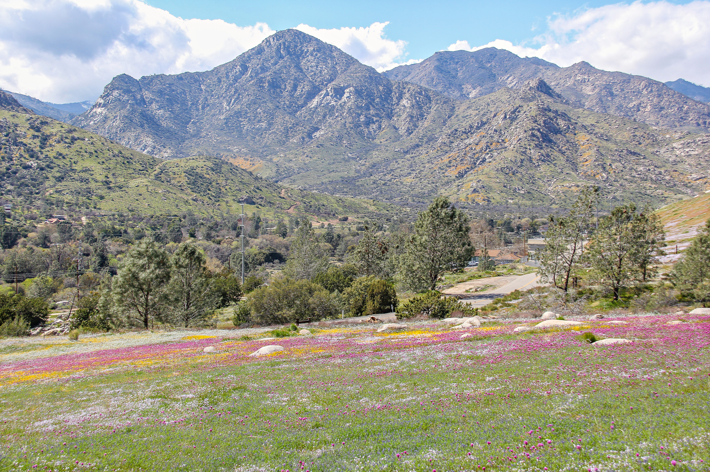 Wildflowers along California mountainside in Kernville.
