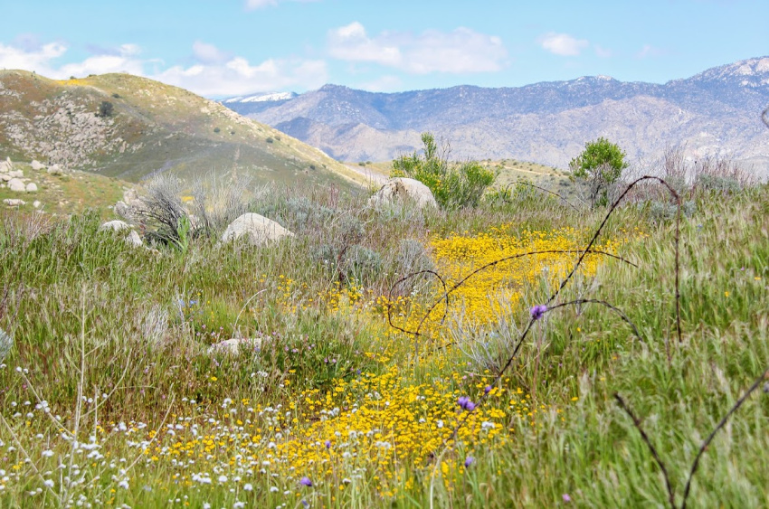 Yellow, purple, and white wildflowers among rocks in Kernville California.
