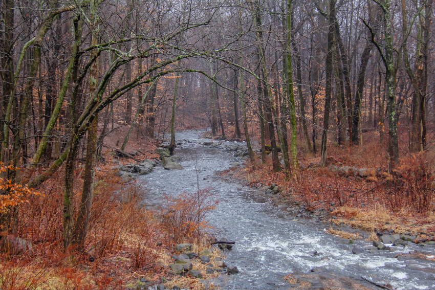 the Rahway River flowing through barren trees with red and orange brush on the ground in winter