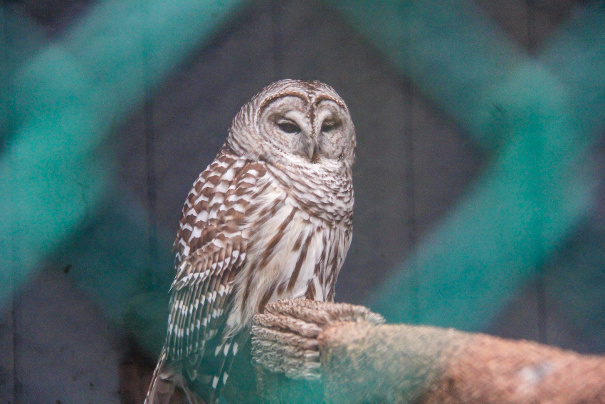 a barred owl in a rescue center