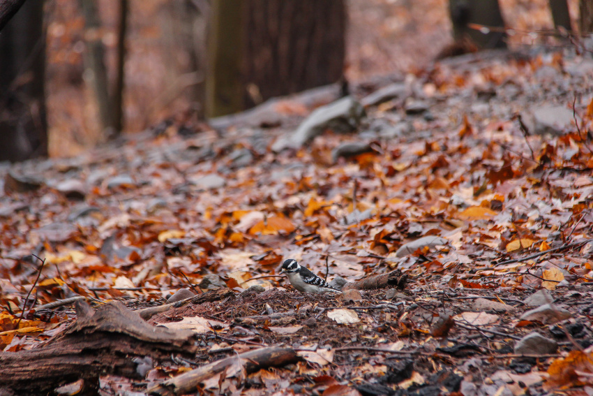 a downy woodpecker in fall leaves on the ground