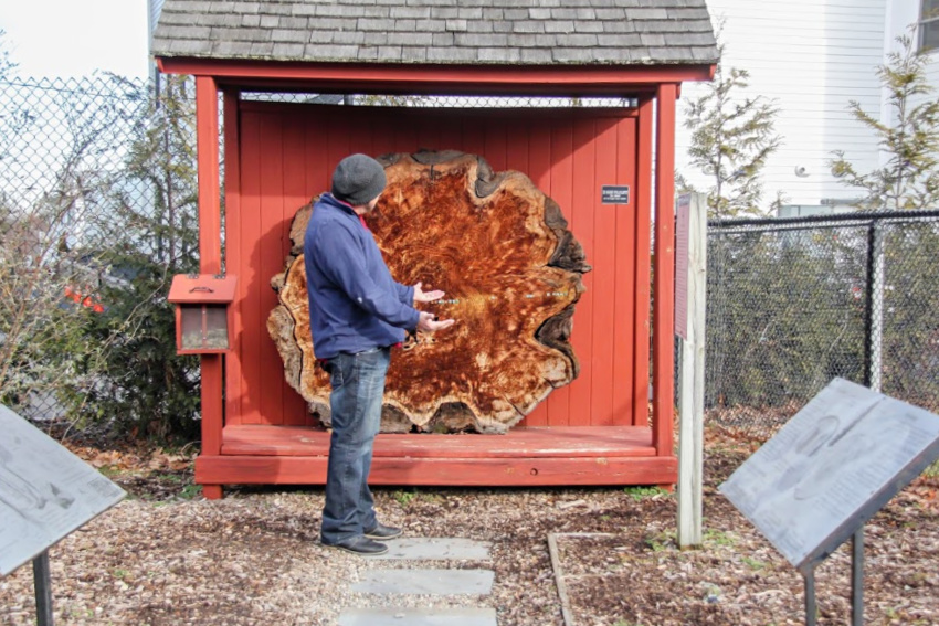 learning about how to count rings on a tree stump to see how old it is