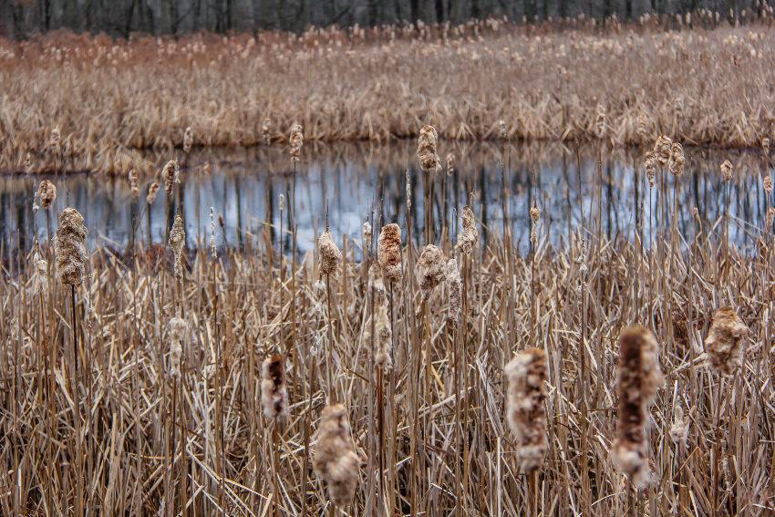 reeds in front of an iced over pond at a swamp in new jersey