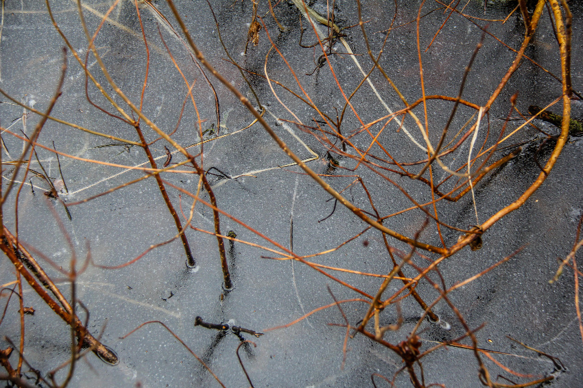 ice over branches coming out of swamp in new jersey