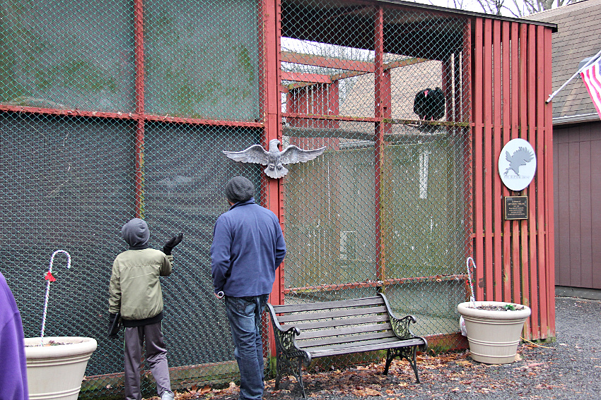 man and boy looking at birds at the raptor trust while a vulture watches them