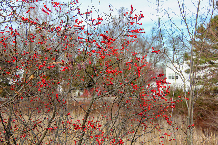 red berries on bushes at The Friends of The Frelinghuysen Arboretum