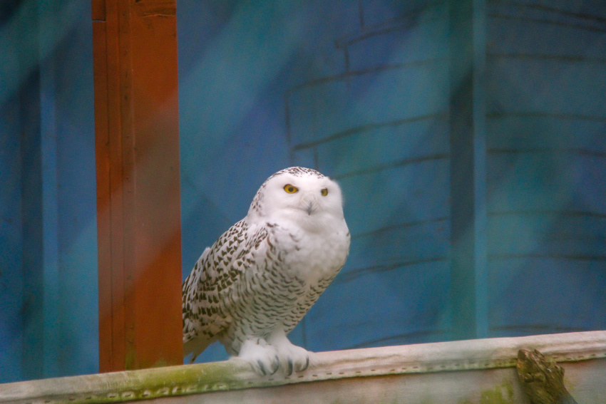 snowy owl at the raptor trust