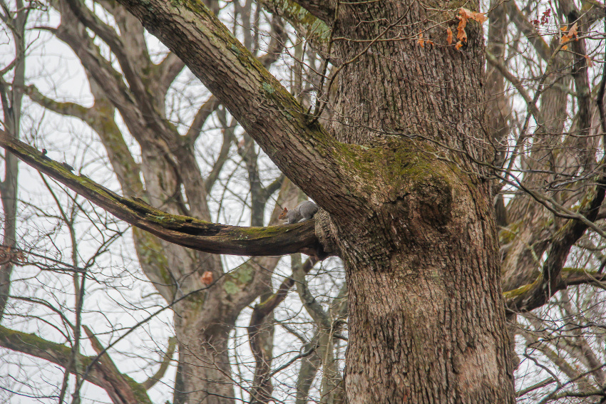 a squirrel on the branch of a barren tree in winter