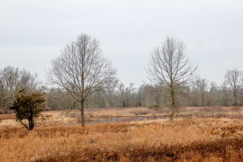 barren trees and swampland in new jersey in winter