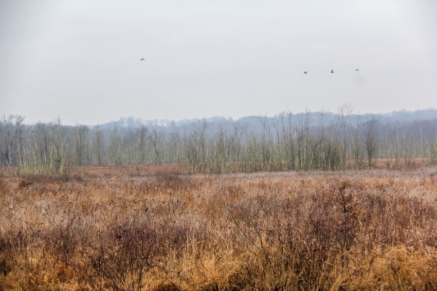 ducks and geese at the great swamp in new jersey