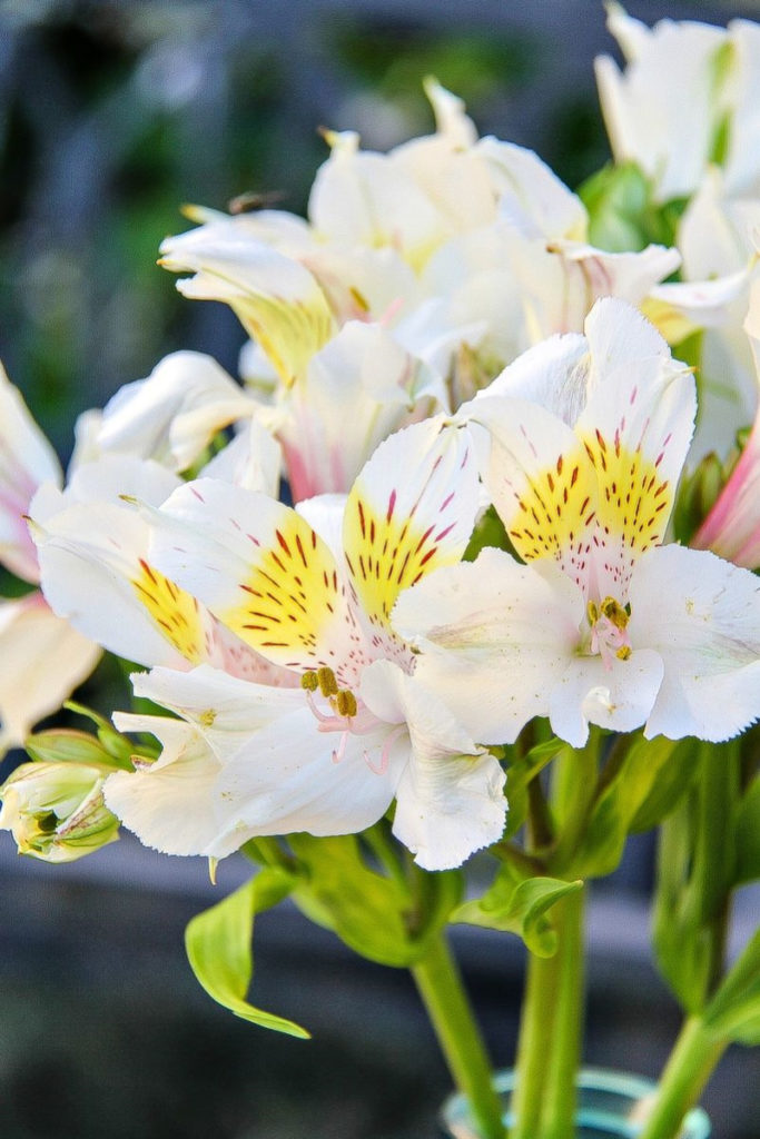 white flowers with yellow and pink on them