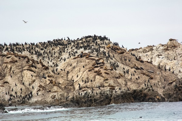 birds on a rock in the ocean