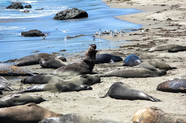 elephant seals on the beach in san simeon