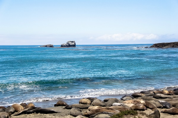 elephant seals at san simeon