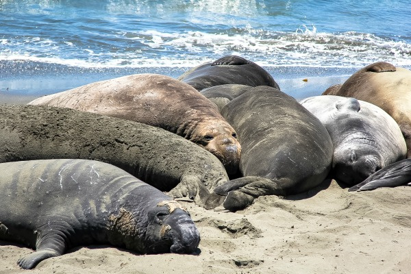 elephant seals on the sand