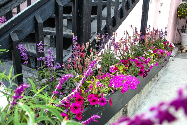 pink and purple flowers next to a black staircase