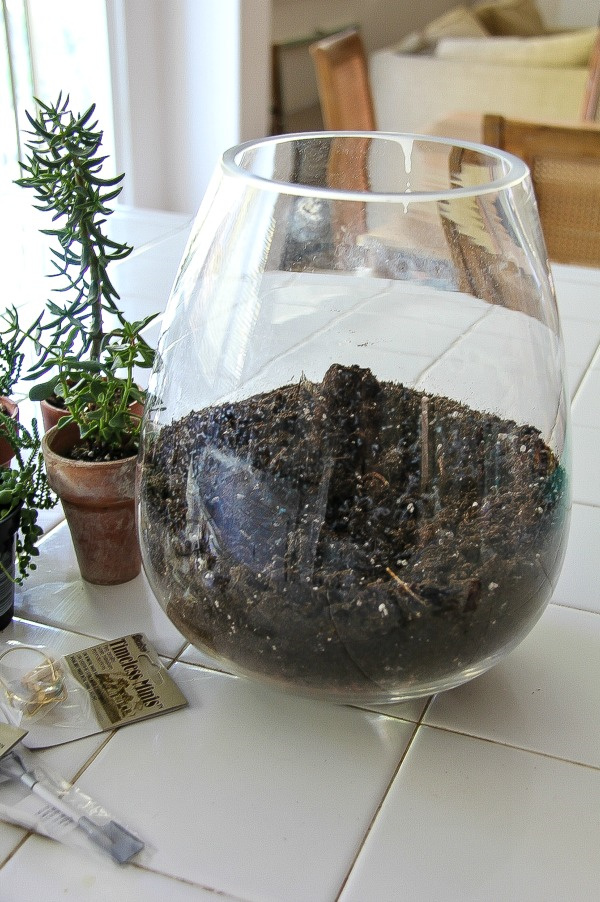 soil inside a glass bowl with plants next to it