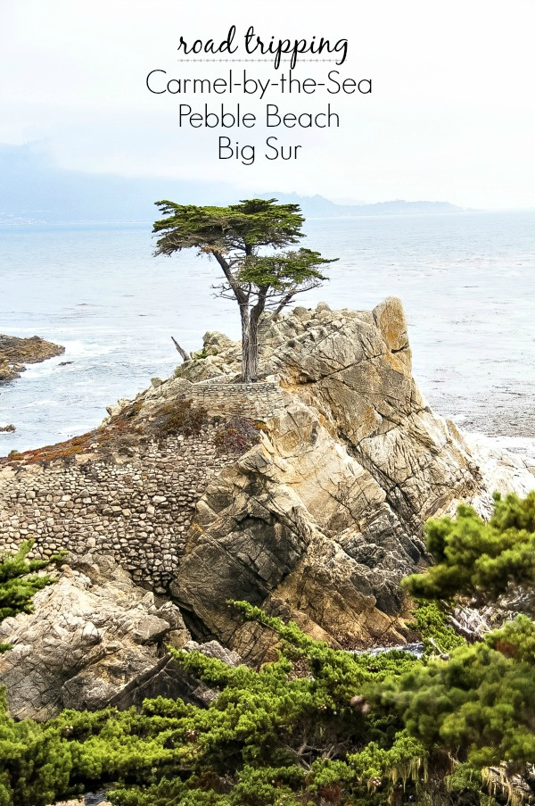 the lone tree in pebble beach