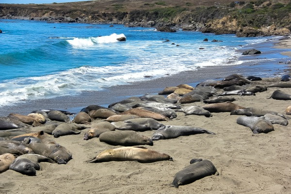 san simeon elephant seals