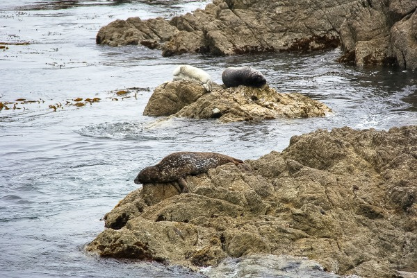 seals sleeping on rocks in the ocean