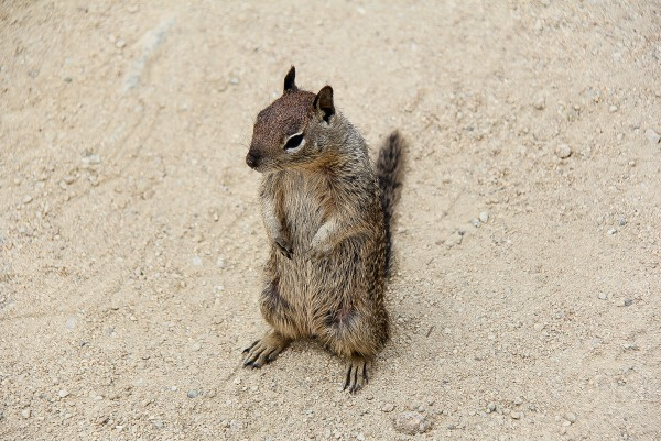 brown squirrel