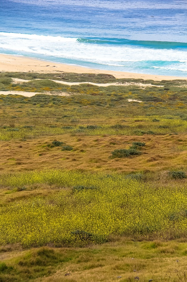 yellow wildflowers by the beach