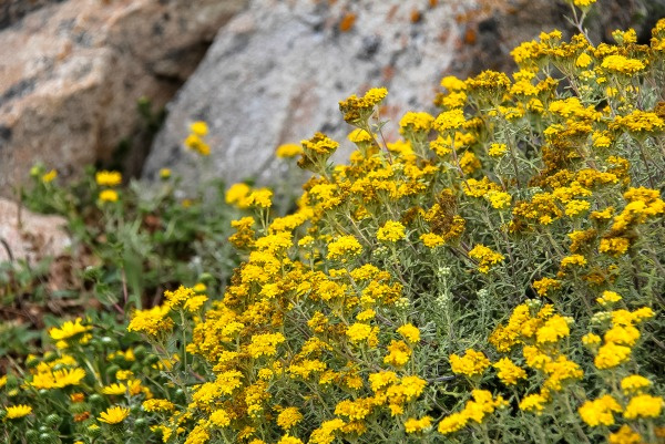 yellow wildflowers