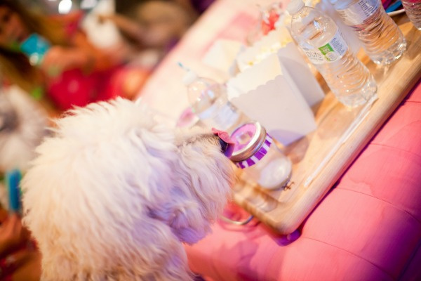 a white dog trying to steal party snacks off a tray