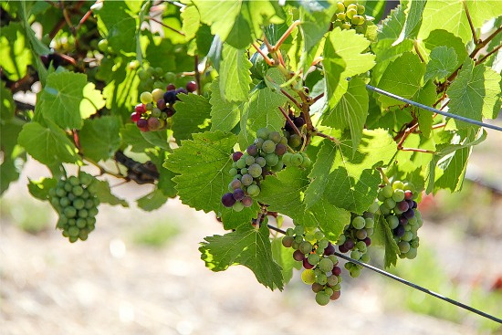 vineyards at Holman Ranch