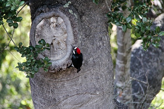 red and black woodpecker on a tree trunk